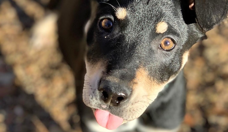 Want to adopt a pet? Here are 4 perfect pups to adopt now in Kansas City