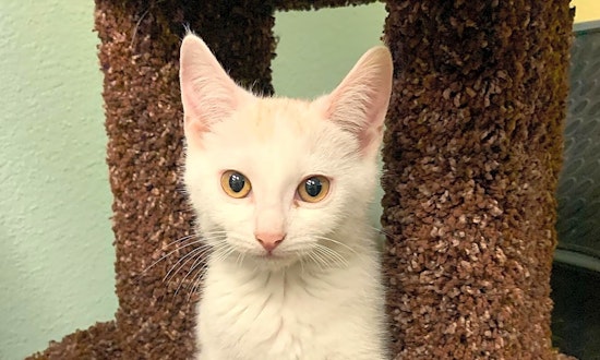 These Las Vegas-based kittens are up for adoption and in need of a good home