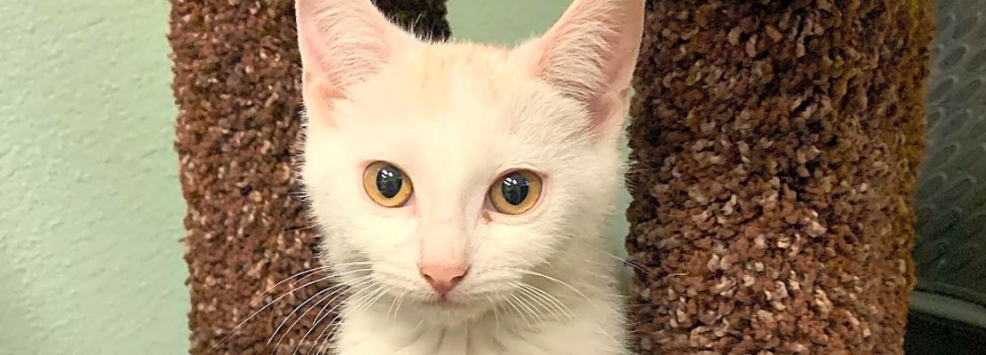 These Las Vegas-based kittens are up for adoption and in need of a good home