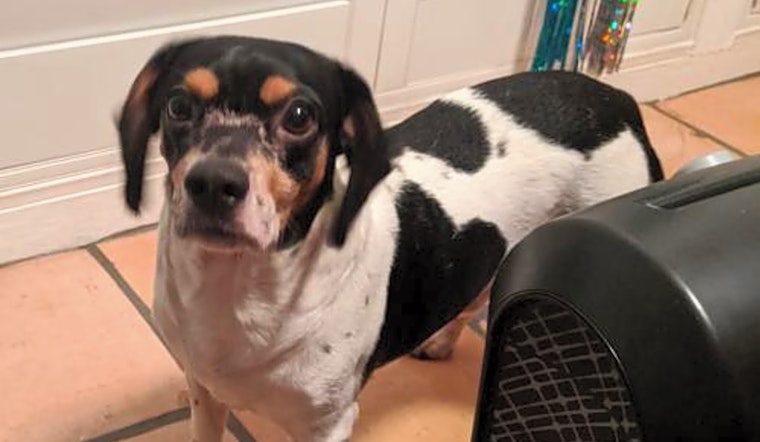 Looking to adopt a pet? Here are 4 delightful doggies to adopt now in Tampa