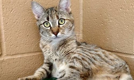 6 cute-as-can-be kittens to adopt now in Oakland