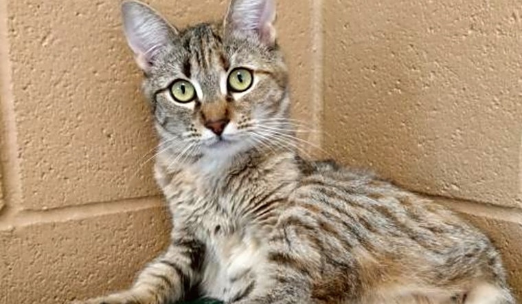 6 cute-as-can-be kittens to adopt now in Oakland