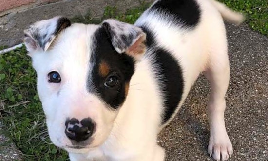 Always wanted a pet? Here are 5 snuggly canines ready to adopt now in Dallas