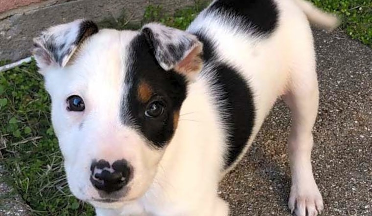 Always wanted a pet? Here are 5 snuggly canines ready to adopt now in Dallas