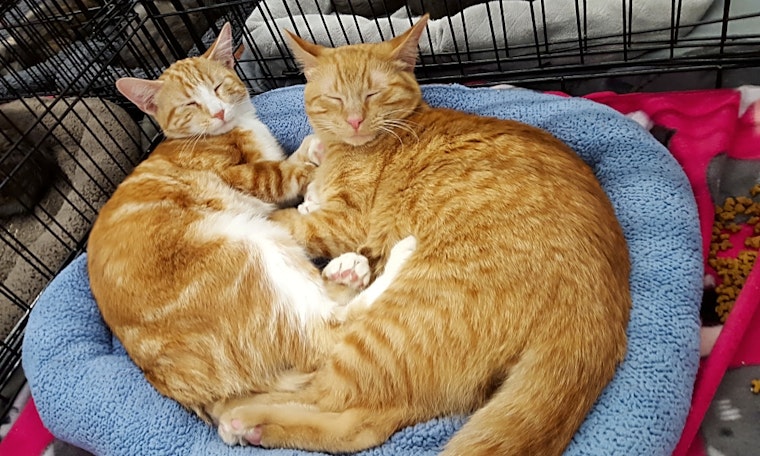 Want to adopt a pet? Here are 6 cool kitties to adopt now in St. Louis
