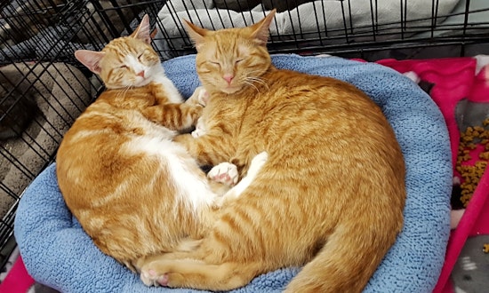 Want to adopt a pet? Here are 6 cool kitties to adopt now in St. Louis
