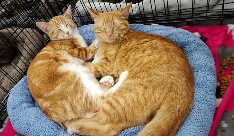 Want to adopt a pet? Here are 6 cool kitties to adopt now in St. Louis