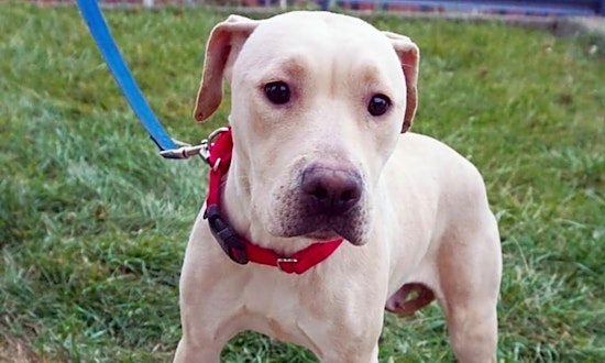 These Detroit-based dogs are up for adoption and in need of a good home