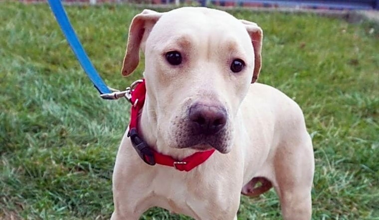 These Detroit-based dogs are up for adoption and in need of a good home