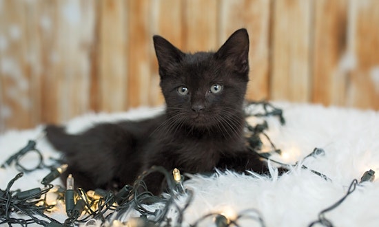 These Houston-based kittens are up for adoption and in need of a good home