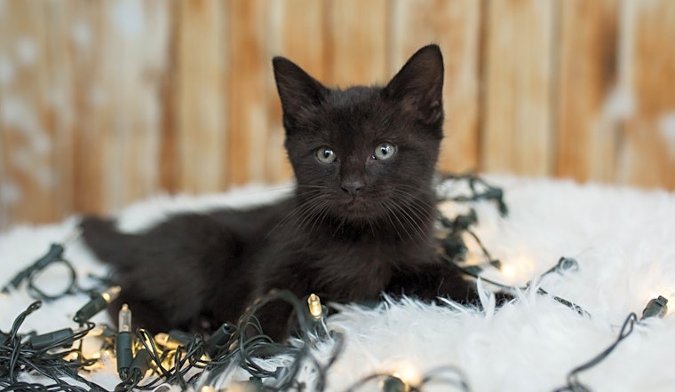 These Houston-based kittens are up for adoption and in need of a good home