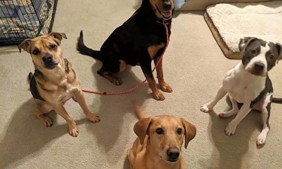 These Virginia Beach-based doggies are up for adoption and in need of a good home