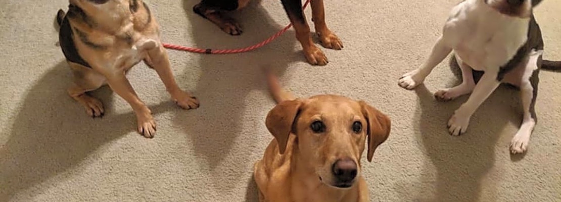 These Virginia Beach-based doggies are up for adoption and in need of a good home