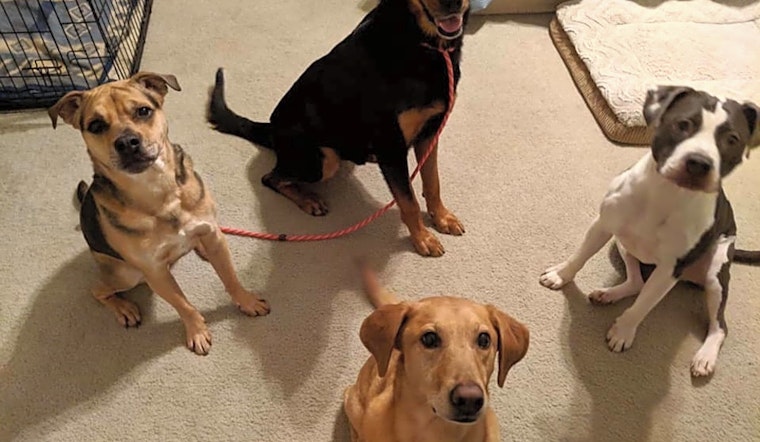 These Virginia Beach-based doggies are up for adoption and in need of a good home