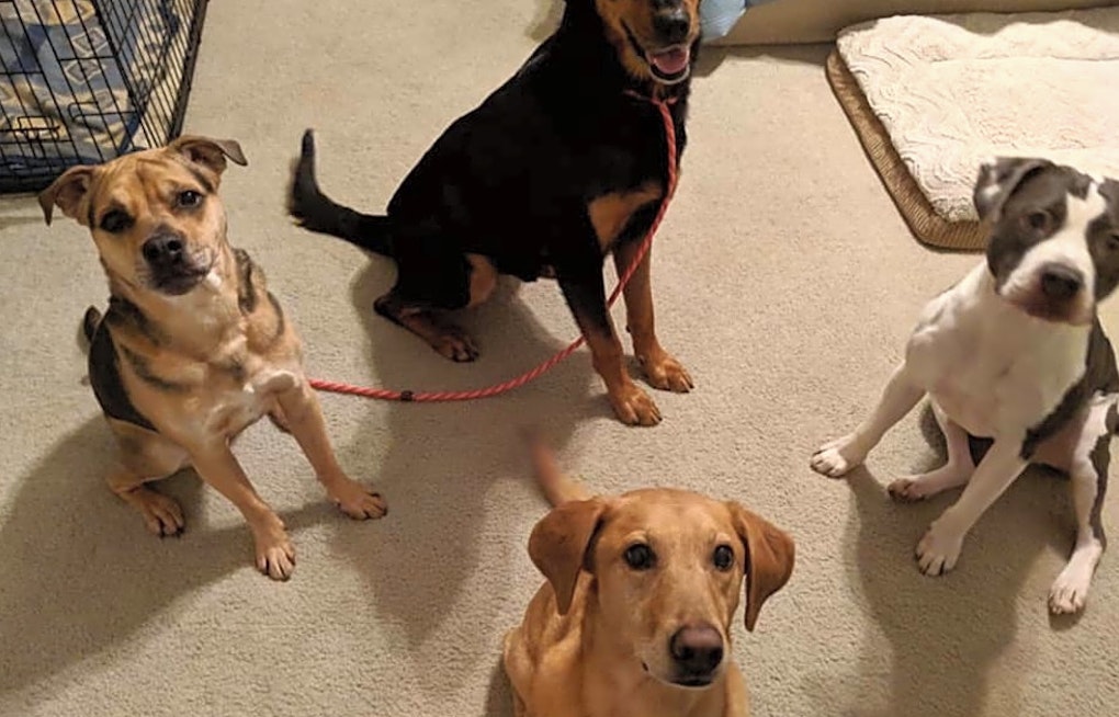 These Virginia Beach-based doggies are up for adoption and in need of a good home