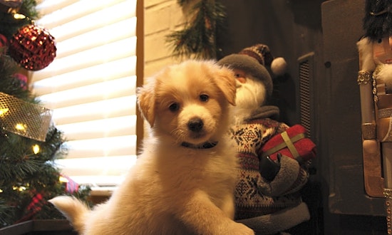 Looking to adopt a pet? Here are 4 perfect pups to adopt now in Cincinnati