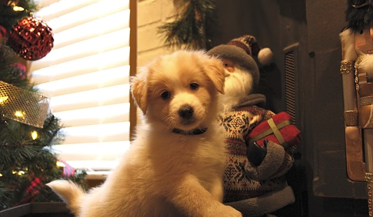 Looking to adopt a pet? Here are 4 perfect pups to adopt now in Cincinnati