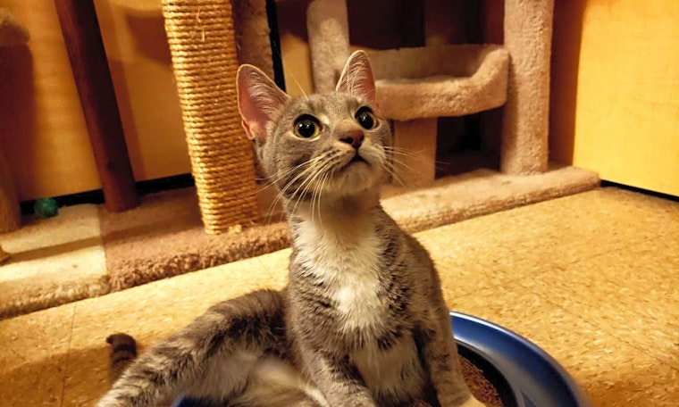 7 cuddly kittens to adopt now in New York City