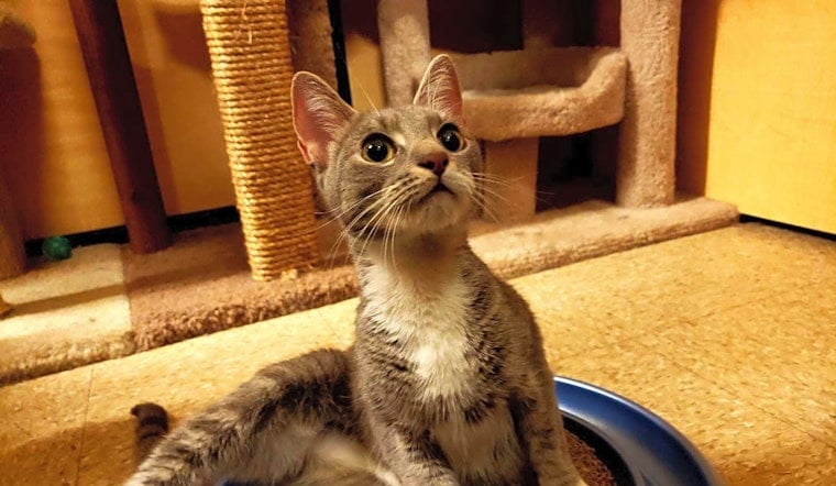 7 cuddly kittens to adopt now in New York City