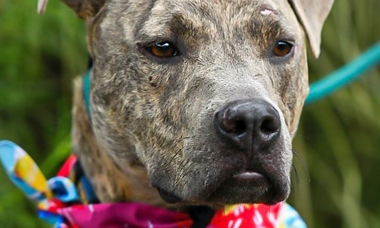Looking to adopt a pet? Here are 7 lovable pups to adopt now in Cleveland