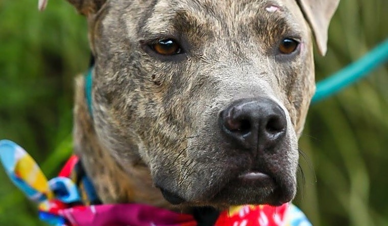 Looking to adopt a pet? Here are 7 lovable pups to adopt now in Cleveland