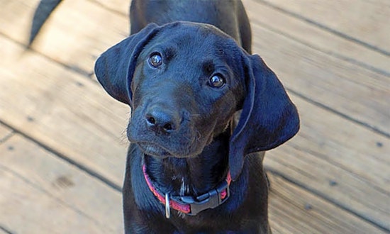 These Durham-based pups are up for adoption and in need of a good home