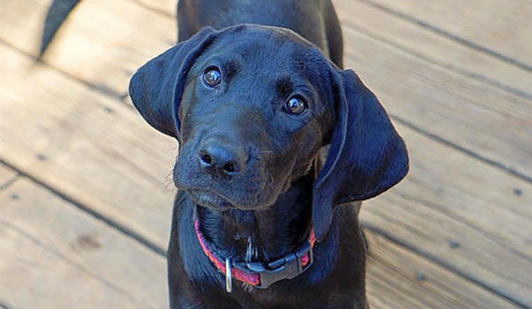 These Durham-based pups are up for adoption and in need of a good home