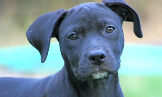 Looking to adopt a pet? Here are 4 cuddly canines to adopt now in Jacksonville