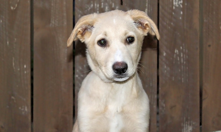 Looking to adopt a pet? Here are 6 perfect puppies to adopt now in Los Angeles