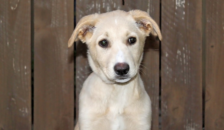Looking to adopt a pet? Here are 6 perfect puppies to adopt now in Los Angeles