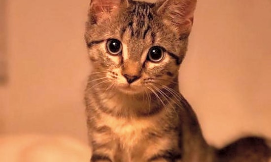 Want to adopt a pet? Here are 5 charming cats to adopt now in Saint Paul