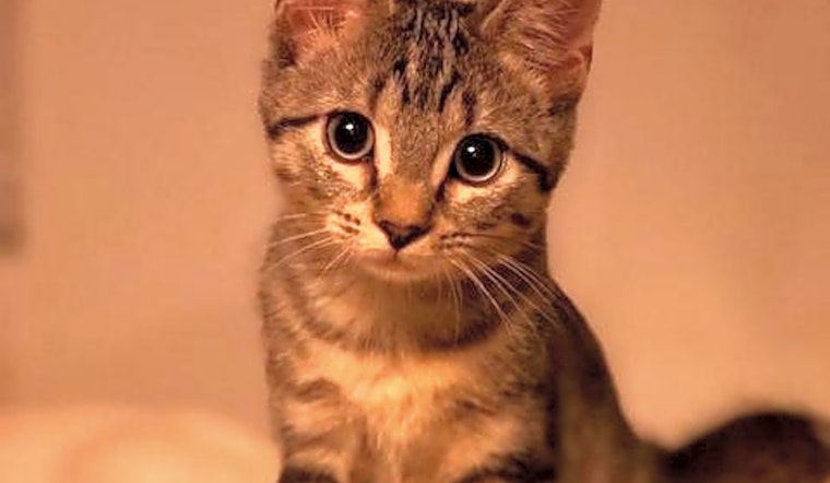 Want to adopt a pet? Here are 5 charming cats to adopt now in Saint Paul