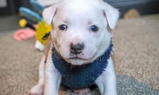 These Phoenix-based puppies are up for adoption and in need of a good home