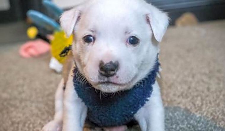 These Phoenix-based puppies are up for adoption and in need of a good home