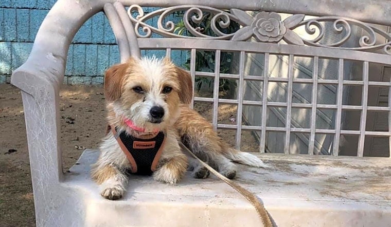 6 lovable pups to adopt now in Fresno