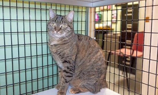 Want to adopt a pet? Here are 5 lovable kitties to adopt now in Raleigh