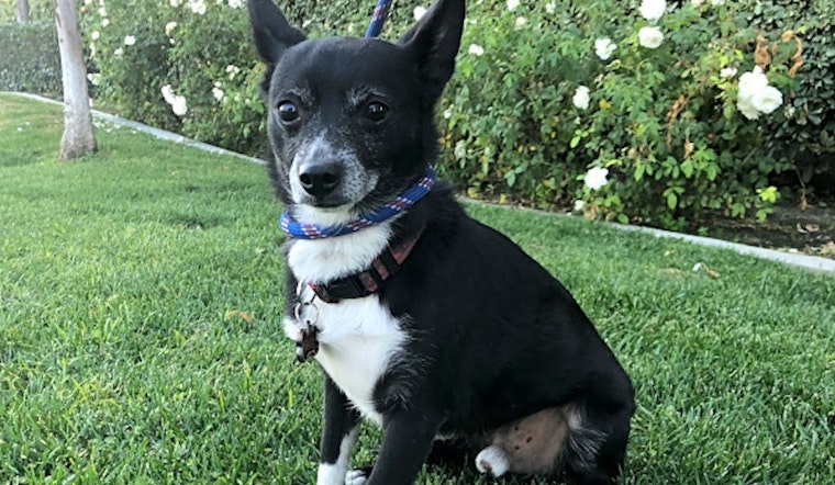 Want to adopt a pet? Here are 4 cuddly canines to adopt now in Bakersfield