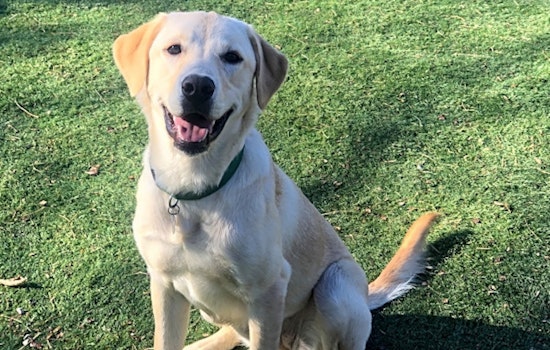 These Indianapolis-based puppies are up for adoption and in need of a good home