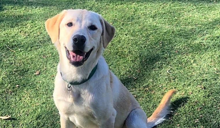 These Indianapolis-based puppies are up for adoption and in need of a good home