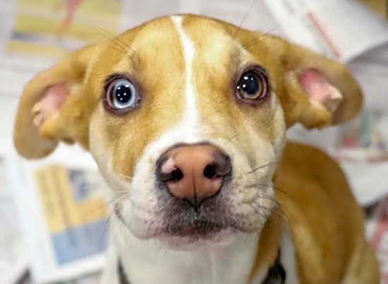 6 adorable pups to adopt now in Washington