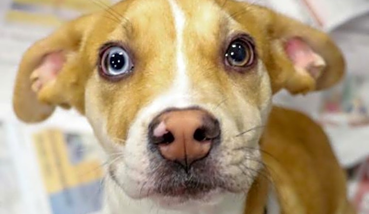6 adorable pups to adopt now in Washington
