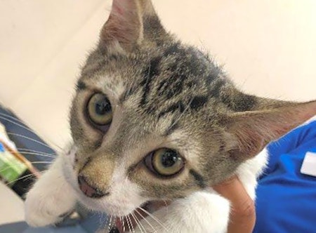 Want to adopt a pet? Here are 3 furry felines to adopt now in El Paso