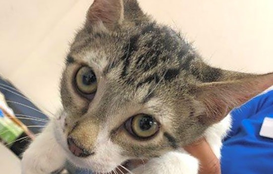 Want to adopt a pet? Here are 3 furry felines to adopt now in El Paso