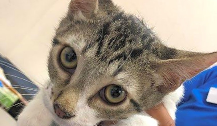 Want to adopt a pet? Here are 3 furry felines to adopt now in El Paso