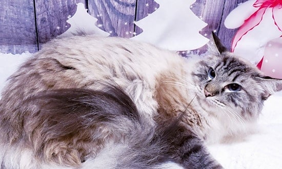 7 cool kitties to adopt now in Mesa