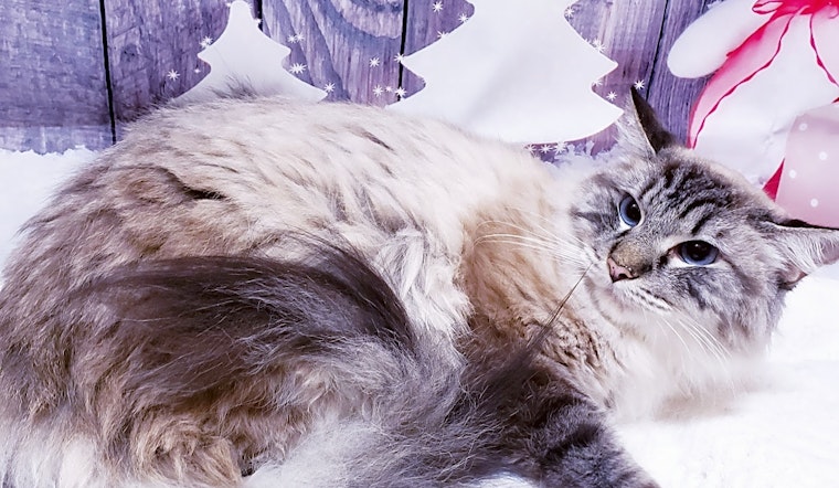 7 cool kitties to adopt now in Mesa
