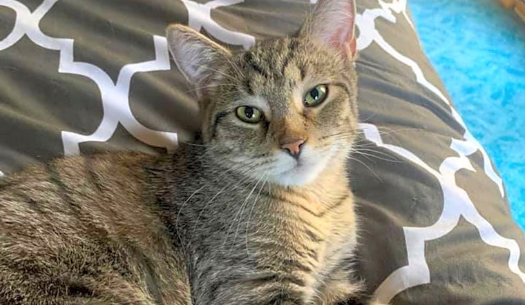 These Pittsburgh-based kittens are up for adoption and in need of a good home