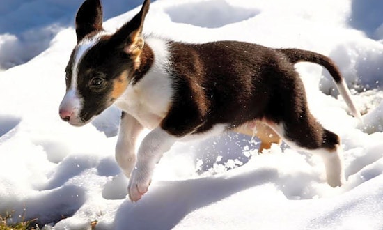 These Aurora-based puppies are up for adoption and in need of a good home