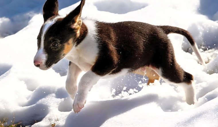 These Aurora-based puppies are up for adoption and in need of a good home