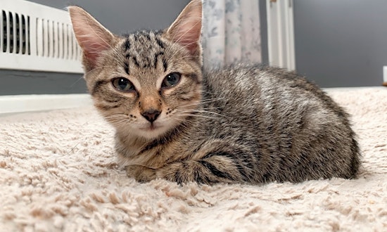 Want to adopt a pet? Here are 7 fluffy felines to adopt now in Baltimore